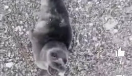 Избегать любого контакта с тюленями настоятельно рекомендовали в рыбинспекции Мангистауской области