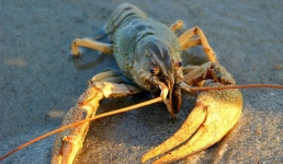 В Мангистау вводят запрет на вылов раков