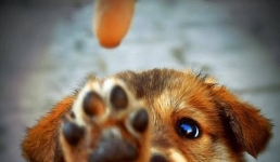 В Актау пройдет мирный митинг в защиту животных