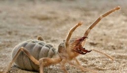 Опасные членистоногие Мангистау: с кем лучше не встречаться