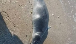 Рыбинспекция: 40 трупов тюленей обнаружили на берегу моря в Мангистау