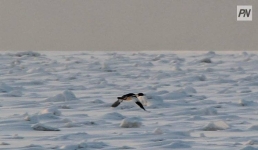 Красный снег: к производствам Павлодарской области предъявят жесткие требования
