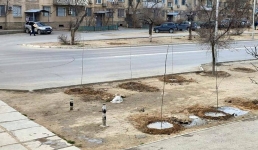 В Актау на месте планируемой автобусной остановки высадили деревья