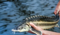 Контроль за вывозом рыбы усилят в Мангистау