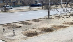 В Актау высаженные деревья на месте планируемой автобусной остановки перенесли