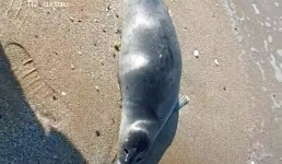 Причину выброса туш мертвых тюленей на Каспии озвучили специалисты