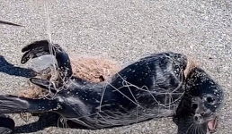 Попавшего в сеть тюленя спасли в Мангистау