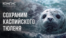 Экологи России: Основные причины гибели каспийских тюленей - вирус птичьего гриппа