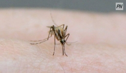 Подвалы павлодарских домов обработали от «гнусных» вредителей