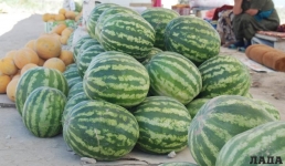 Арбузы и ягоды: куда предпринимателям Актау обращаться по вопросу законной сезонной торговли