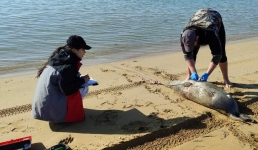 Количество найденных мертвых тюленей в Мангистау увеличилось