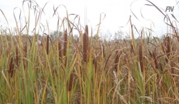 Тысячи гектаров земли вернули павлодарцам