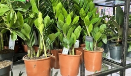 Жителям Актау на заметку: ТОП самых неприхотливых комнатных цветов