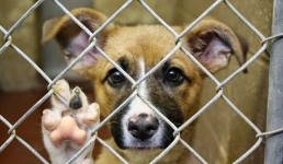 Животным нужна стерилизация и вольеры: зоозащитники Мангистау обратились за помощью