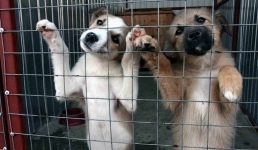 Нарисовать питомца и помочь бездомным животным предложили павлодарцам