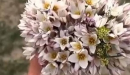 Букет раздора: видео туркомпании с сорванными в степи Мангистау тюльпанами возмутило общественность