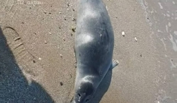 Количество погибших тюленей в Мангистау достигло 103 туш