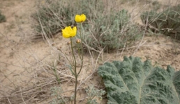 Биолог: За срыв растений в особо охраняемых природных территориях Мангистау грозит штраф