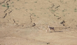 Рождение устюртских архаров: для появления на свет диких животных инспекторы Мангистау следят за тишиной