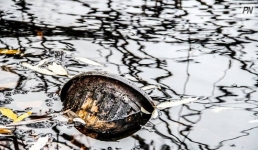 В Павлодаре очистят водоёмы