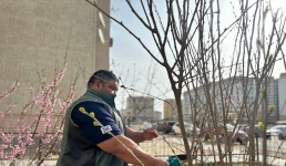 «Лучший двор»: житель Актау посадил около 30 деревьев возле своего дома