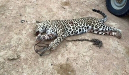 Среди жителей Мангистау будут распространять брошюру «Кошки пустынь Казахстана»