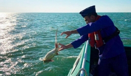 Борьба с браконьерами: более 1000 краснокнижных осетров спасли на Каспии