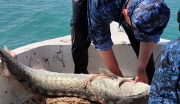 Рыбхознадзор Мангистау: свыше 500 килограммов осетровых изъято у браконьеров