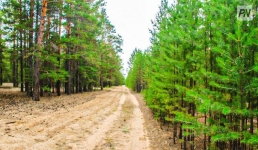 Павлодарские лесники предупредили о штрафах