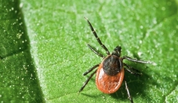 Павлодарцам рассказали, как защититься от клещей