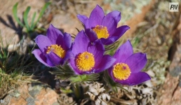 В павлодарских лесах зацвели «колокольчики сна»