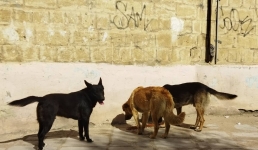 Почему в Актау не ведется отлов бродячих собак