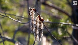 Дождь с грозой ожидают в Павлодарской области 22 апреля