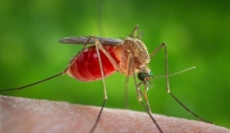 Как будут бороться с гнусом в Павлодаре