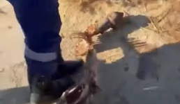 Это «чупакабра»? Жители Мангистау обнаружили скелет неизвестного животного