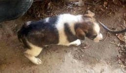 Троих детей и двух собак спасли пожарные Мангистау