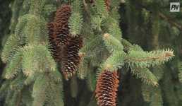 На северо-востоке Павлодарской области заболели деревья