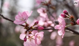 26 апреля в Павлодарской области потеплеет