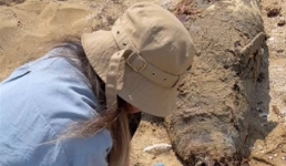 На берегу моря в Мангистау обнаружили 12 трупов тюленей