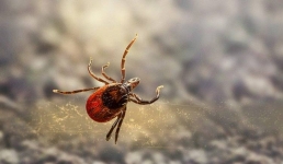 Клещи покусали шестерых павлодарцев