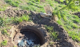 Павлодарские биологи выяснили, чего не хватает городским деревьям