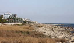 Камыш на набережной просят скосить жители Актау