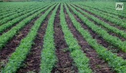 В Павлодаре предложили сменить инвесторов у неосвоенных земель