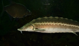 В Мангистау установят лимиты вылова рыбы с 1 июля 2024 года