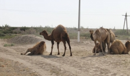 Падеж верблюжат в Мангистау: фермеры просят помощи в борьбе с клещами