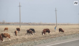 Павлодарскому фермеру необоснованно отказали в выдаче ветсправки
