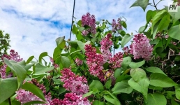 17 мая в Павлодарской области не будет осадков