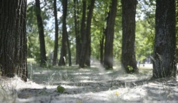 Павлодарцам напомнили об опасности тополиного пуха