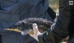 В Павлодаре в Иртыш выпустили сибирских осетров