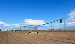 Желтую морковь выращивают в Павлодарском районе